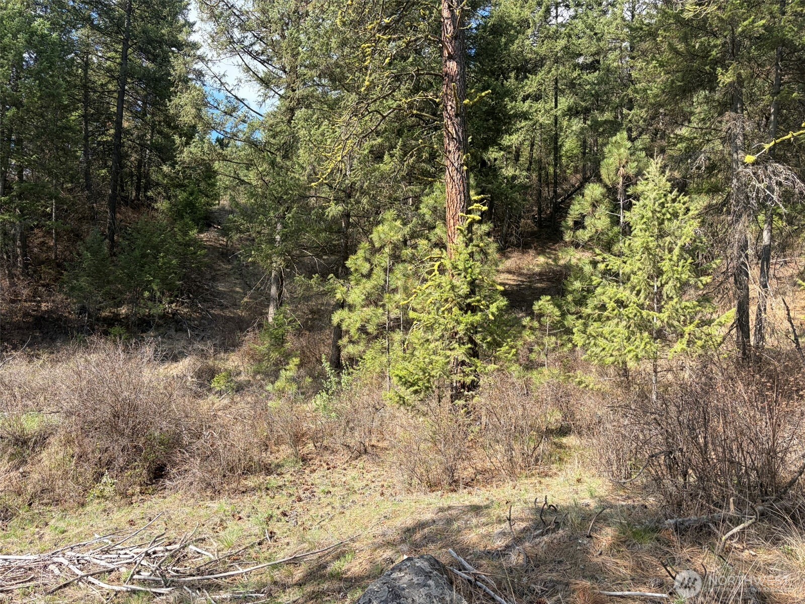 111-tbd West Curlew Lake Road Republic, WA 99166 - Photo 16 of 17