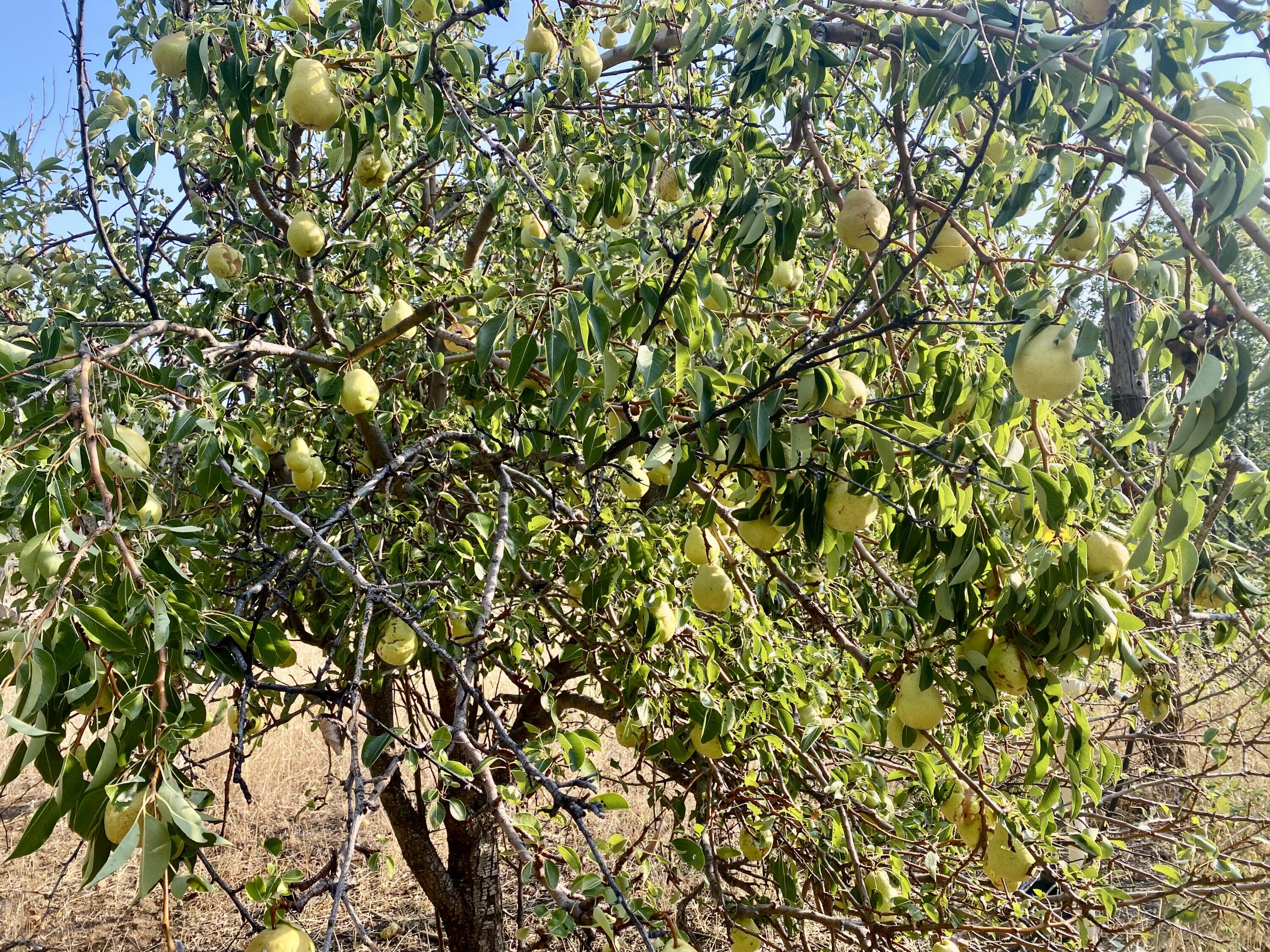 30503 Terry Mill Road Montgomery Creek, CA 96065 - Photo 70 of 75 a view of a tree