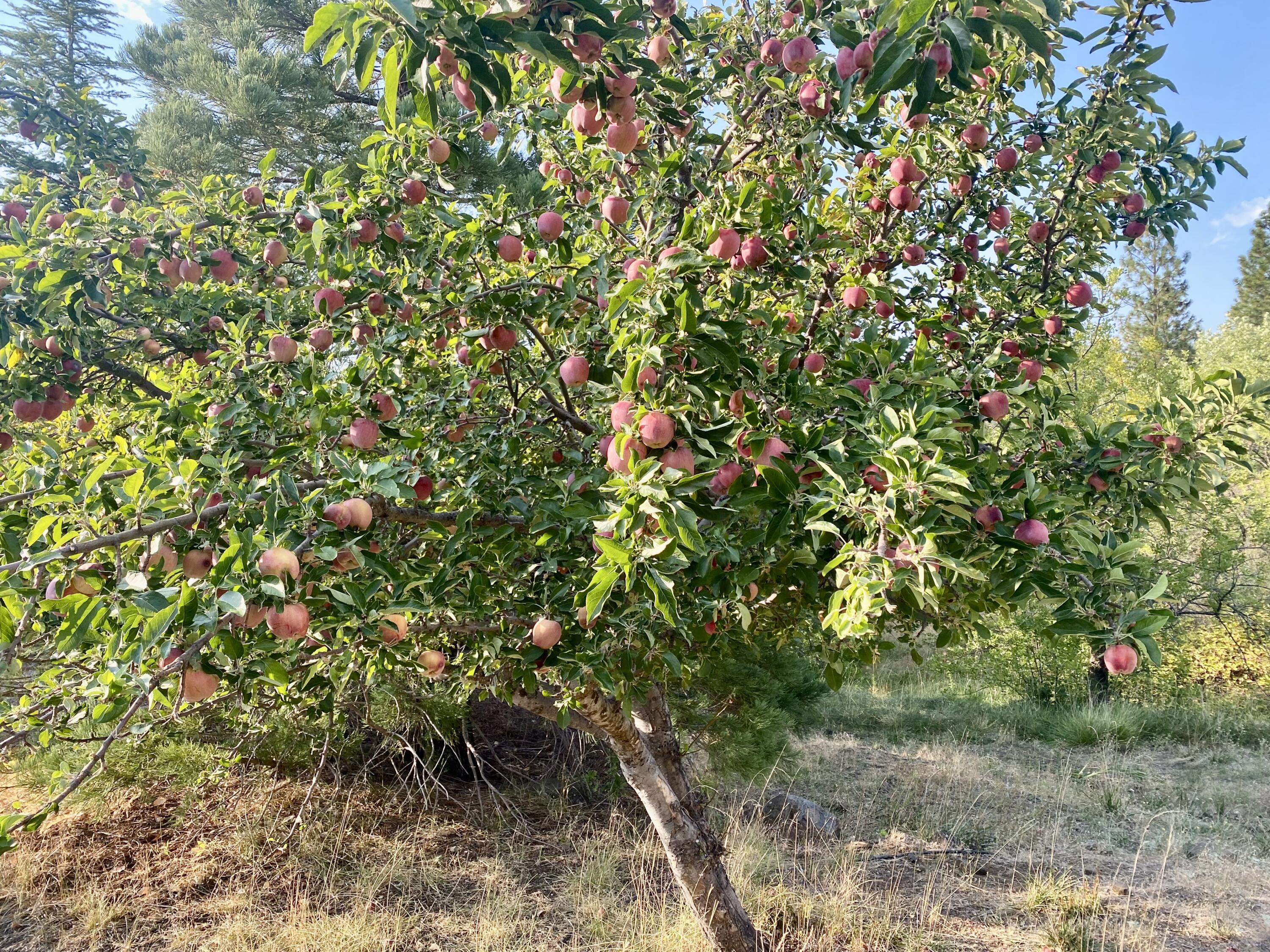 30503 Terry Mill Road Montgomery Creek, CA 96065 - Photo 71 of 75 Fruit
