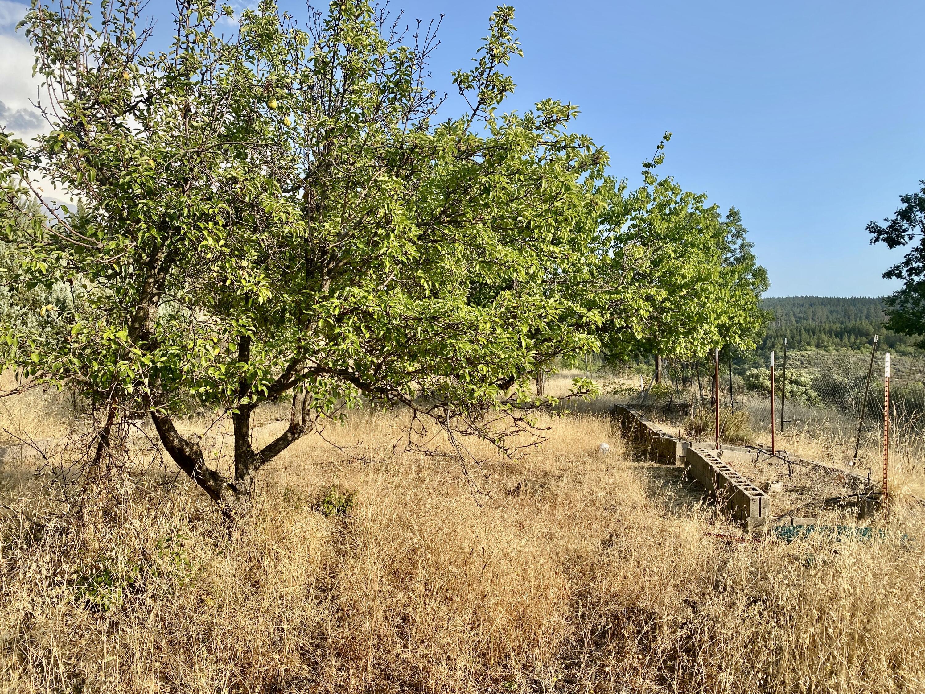 30503 Terry Mill Road Montgomery Creek, CA 96065 - Photo 74 of 75 a view of a tree in a yard