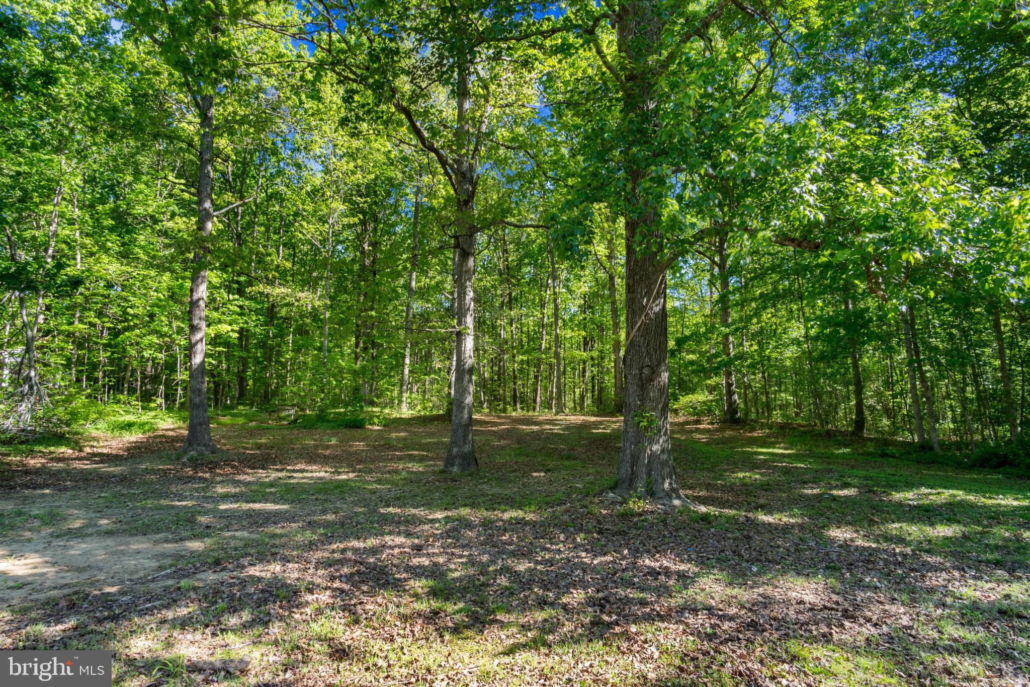 14408 Old Ridge Road Beaverdam, VA 23015 - Photo 25 of 26 a backyard of a house with lots of green space