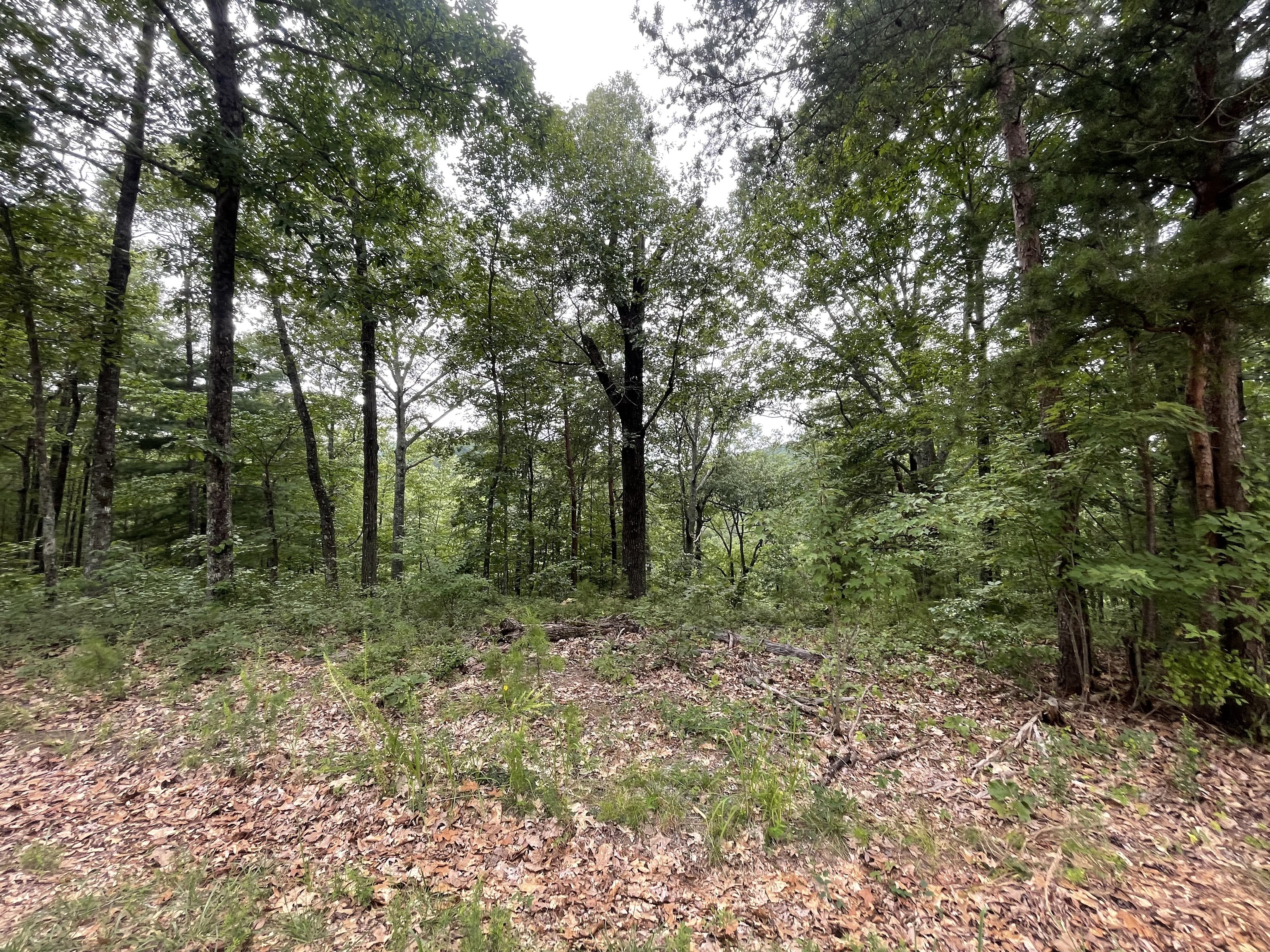 1401 Foxhound Trail Northeast Ranger, GA 30734 - Photo 2 of 34 a view of a forest with trees in the background
