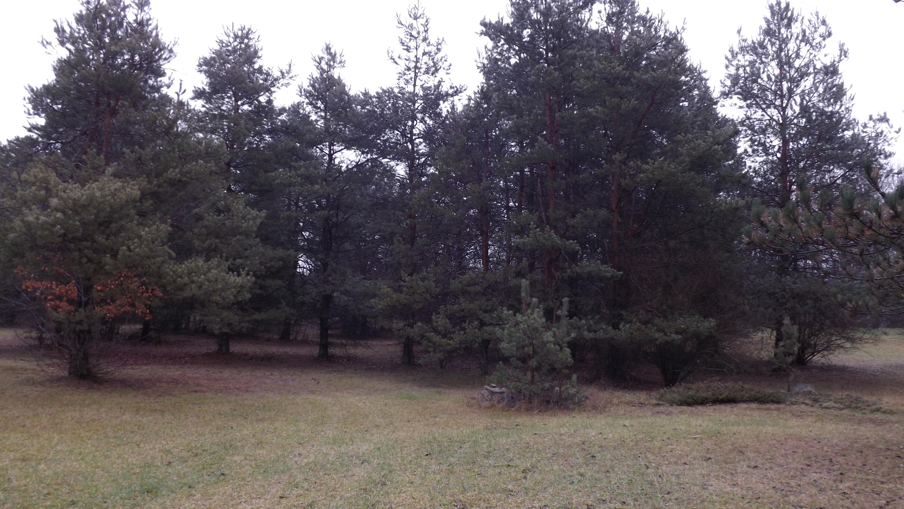 1910 Woods Road Ionia, MI 48846 - Photo 3 of 10 DSCF4302