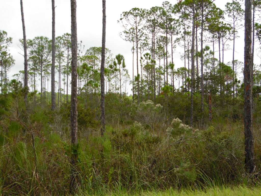 Xxxxx Mill Road Carrabelle, FL 32322 - Photo 4 of 4 Gallery Image 4