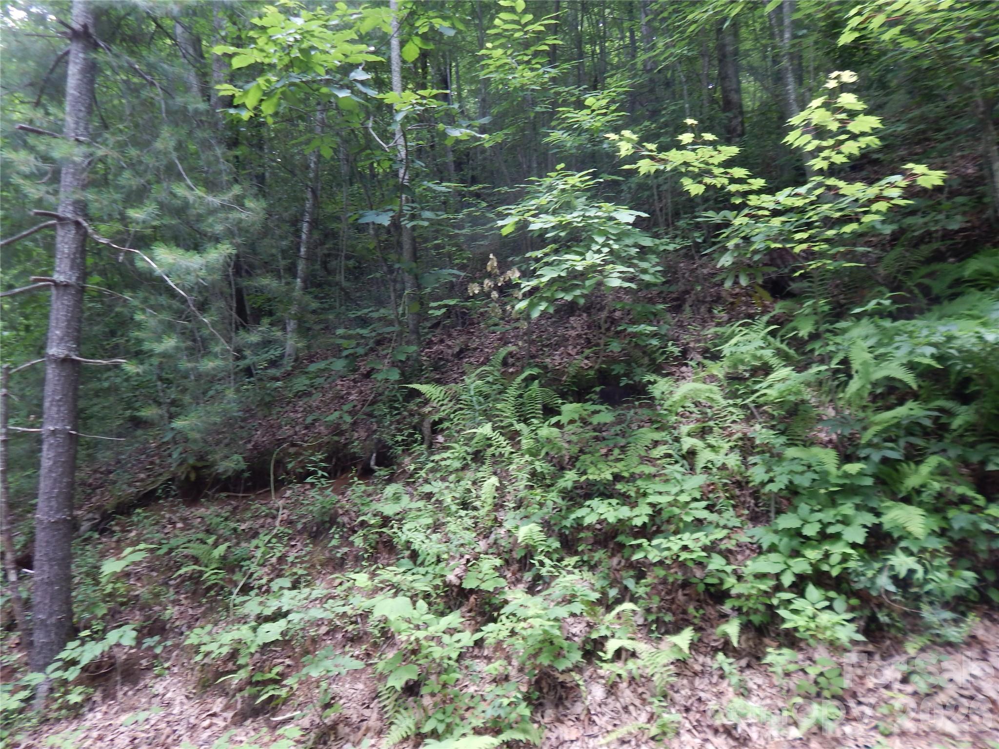 0 Hoot Owl Bill Road Maggie Valley, NC 28751 - Photo 7 of 37 a view of a forest that has a tree