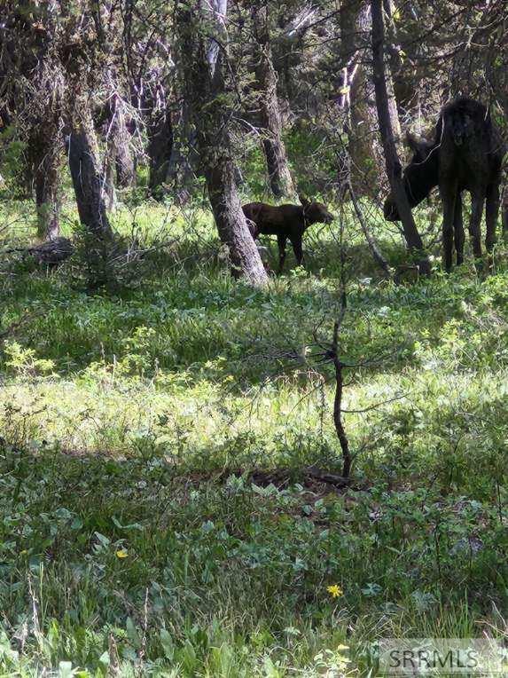 4158 Beaver Springs Road Island Park, ID 83429 - Photo 2 of 62 Mama Moose and new baby, Photo taken near cabin 5/28/26
