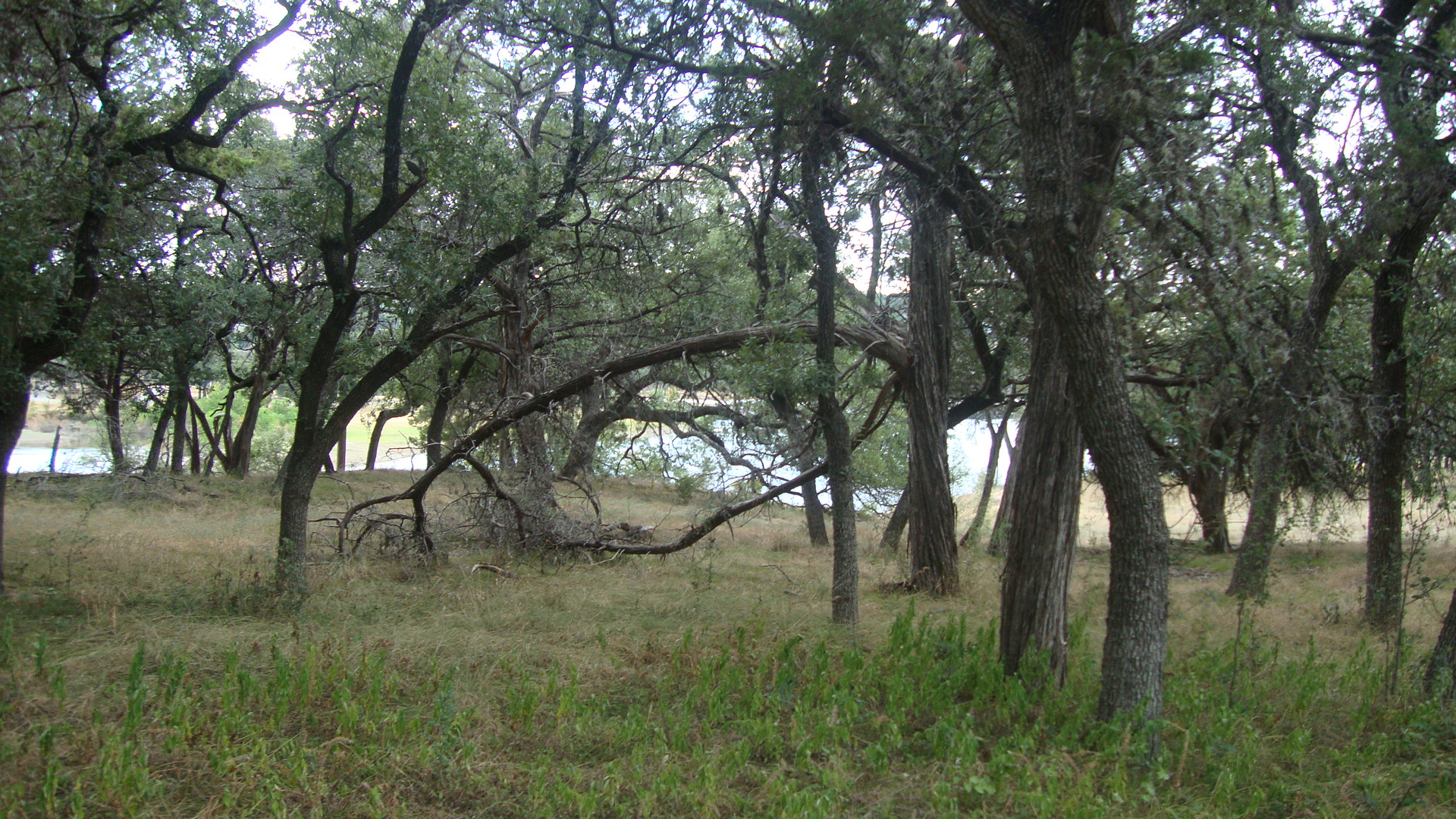 6703 Bar K Ranch Road Lago Vista, TX 78645 - Photo 3 of 3 Mature trees frame a peaceful water view from this grassy property.