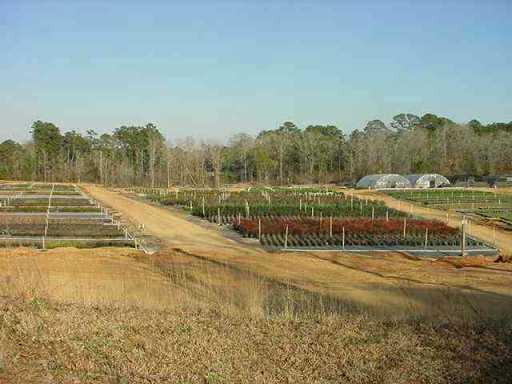577 Fish Hatchery Road Forest Hill, LA 71430 - Photo 3 of 9 Gallery Image 3