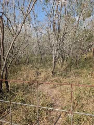 a view of a backyard with plants