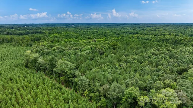 a view of a bunch of trees and bushes