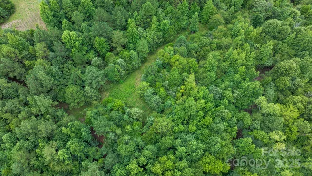 a view of a lush green forest
