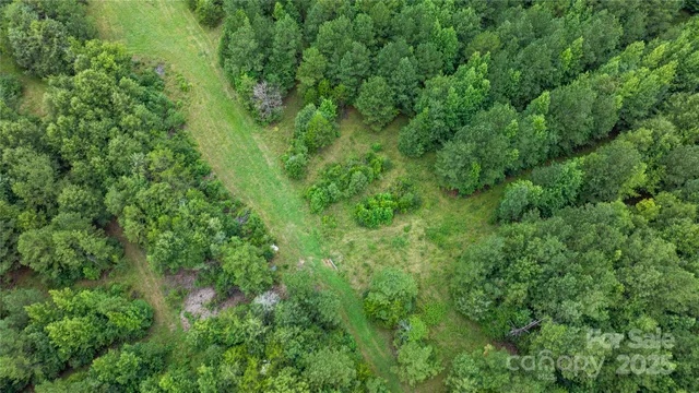 a view of a lush green forest