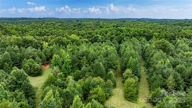 a view of a yard with plants and a bench under an umbrella