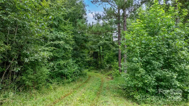 a view of a lush green forest