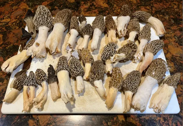 $994,000 | 1254 Burbank Road, Quincy, MI 49082