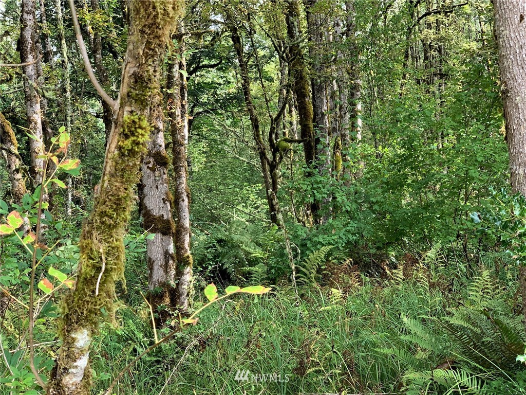 004 Young Road Mossyrock, WA 98564 - Photo 2 of 5 Gallery Image 2