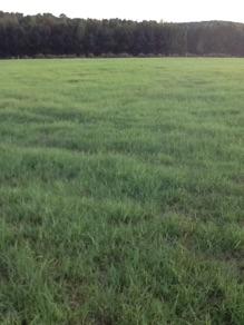 981 Bennett Road Ellerbe, NC 28338 - Photo 29 of 30 image