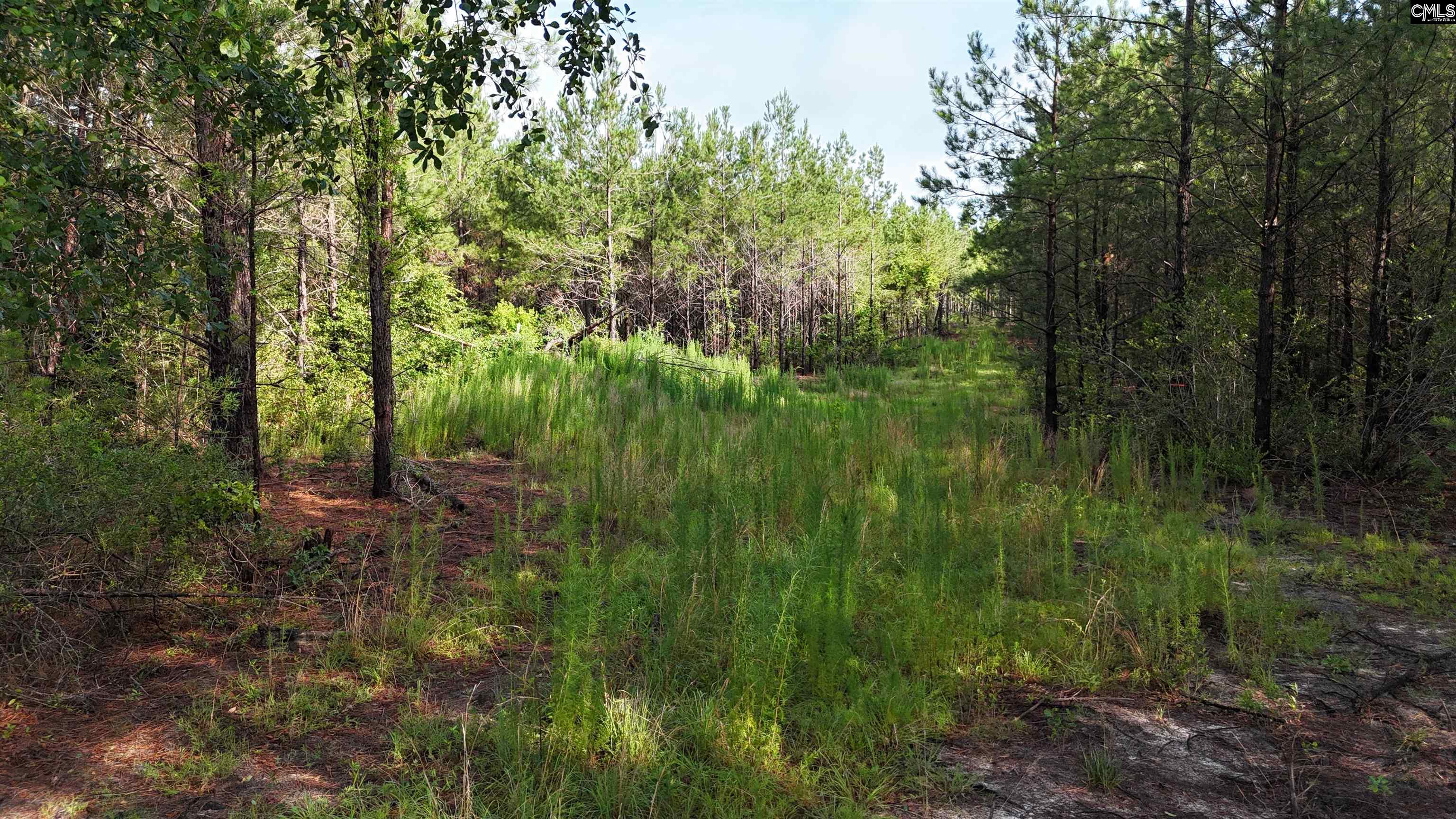 3091 Arcadia Road Bethune, SC 29009 - Photo 7 of 13