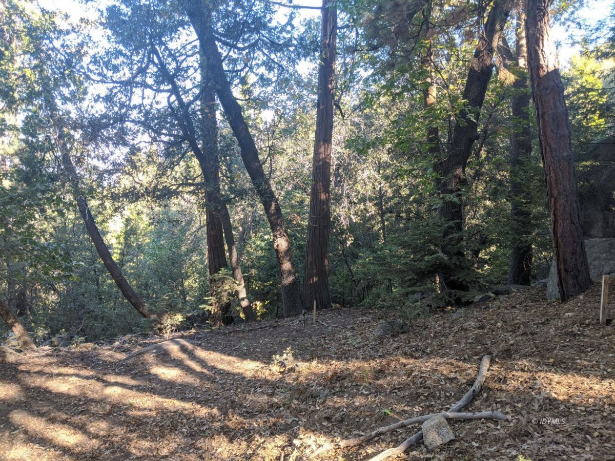 Laurel Trail Idyllwild, CA 92549 - Photo 2 of 12 a view of a tree in the middle of a yard