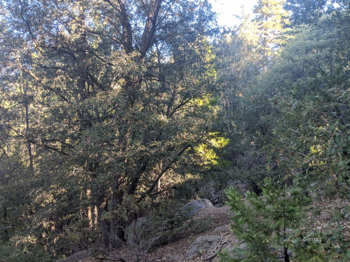 Laurel Trail Idyllwild, CA 92549 - Photo 11 of 12 a picture of tree
