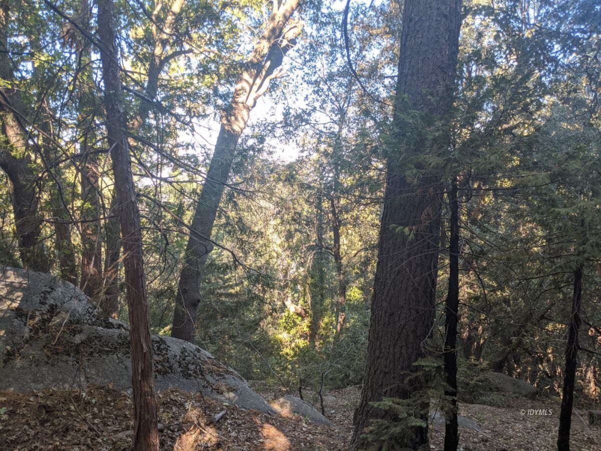 Laurel Trail Idyllwild, CA 92549 - Photo 6 of 12 a view of forest