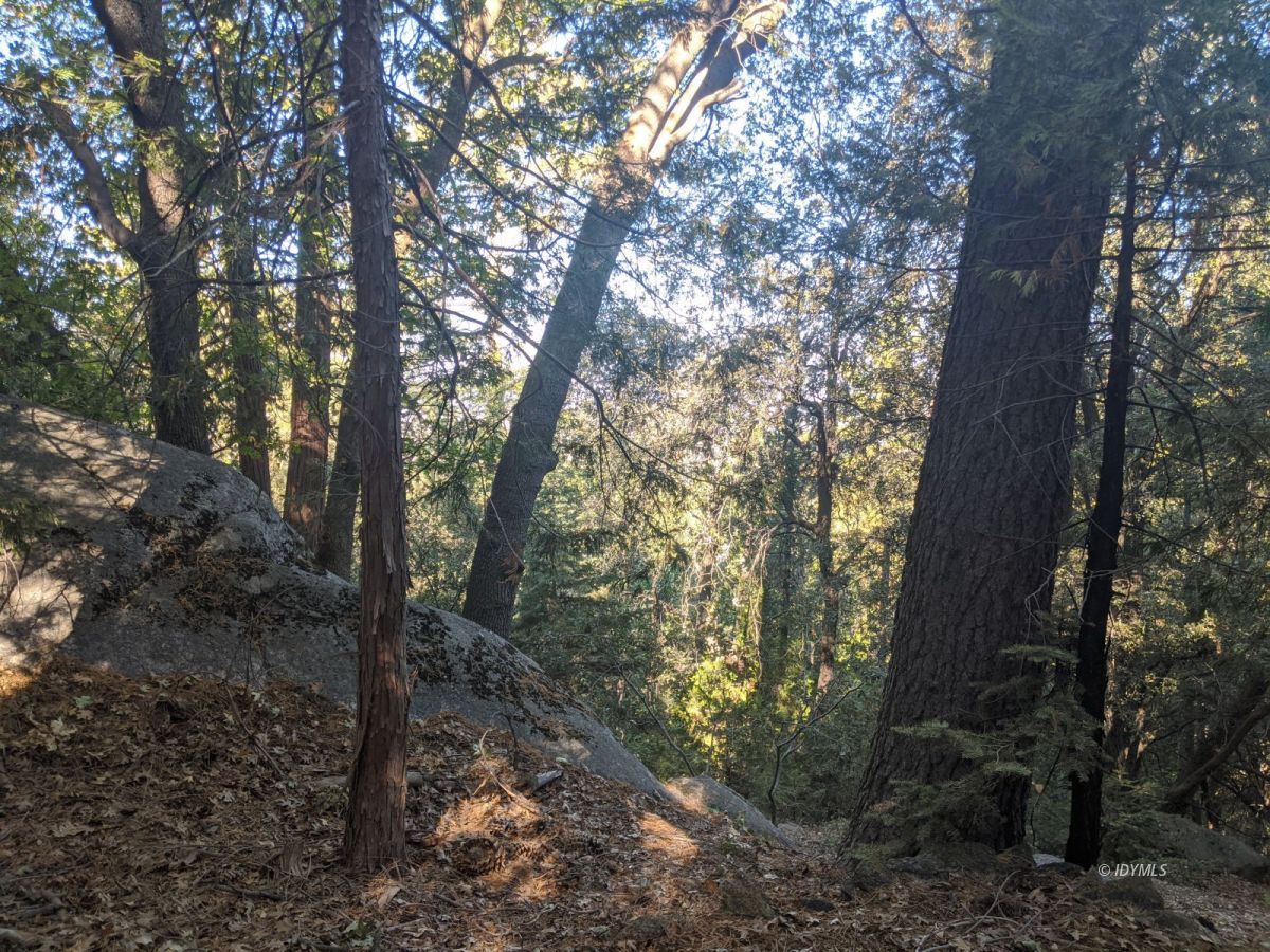 Laurel Trail Idyllwild, CA 92549 - Photo 8 of 12 a view of a forest