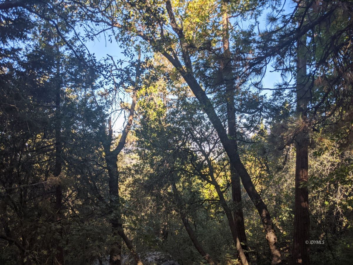 Laurel Trail Idyllwild, CA 92549 - Photo 9 of 12 a view of tree