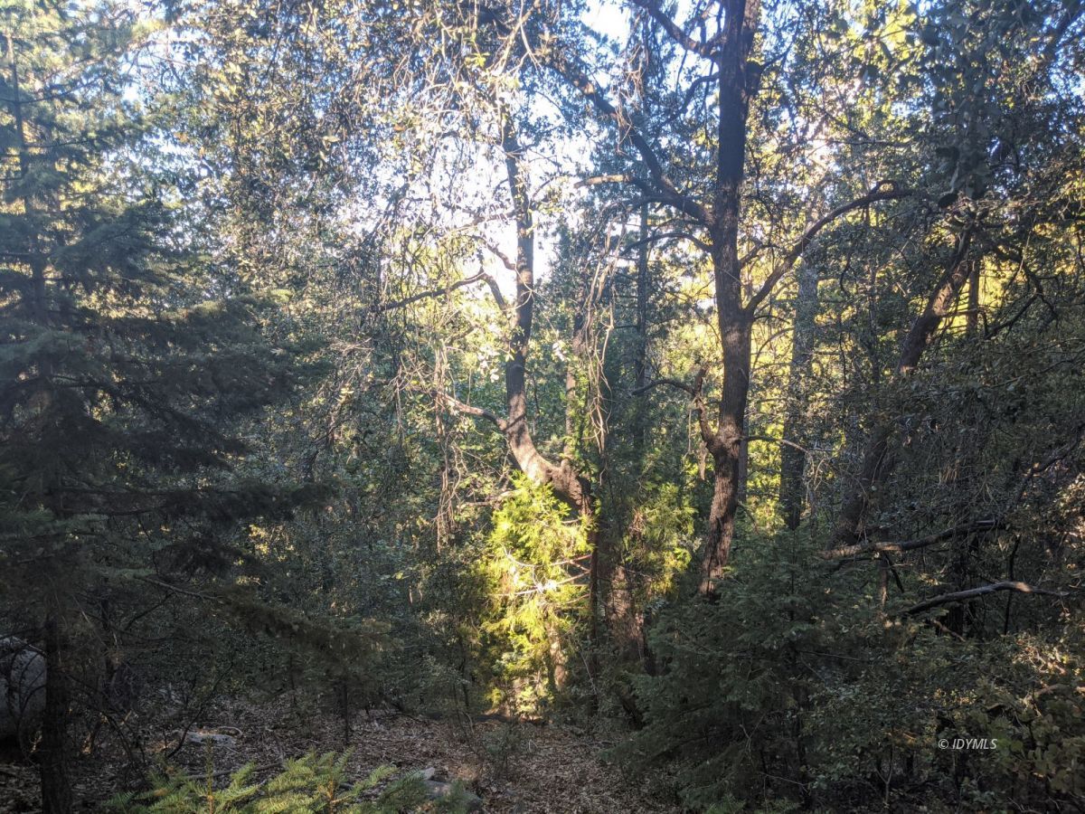 Laurel Trail Idyllwild, CA 92549 - Photo 10 of 12 a view of forest