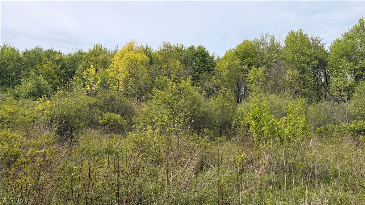 Youngstown Kingsville Road Vienna, OH 44473 - Photo 5 of 21 Wooded landscape featuring a diverse canopy of trees and undergrowth