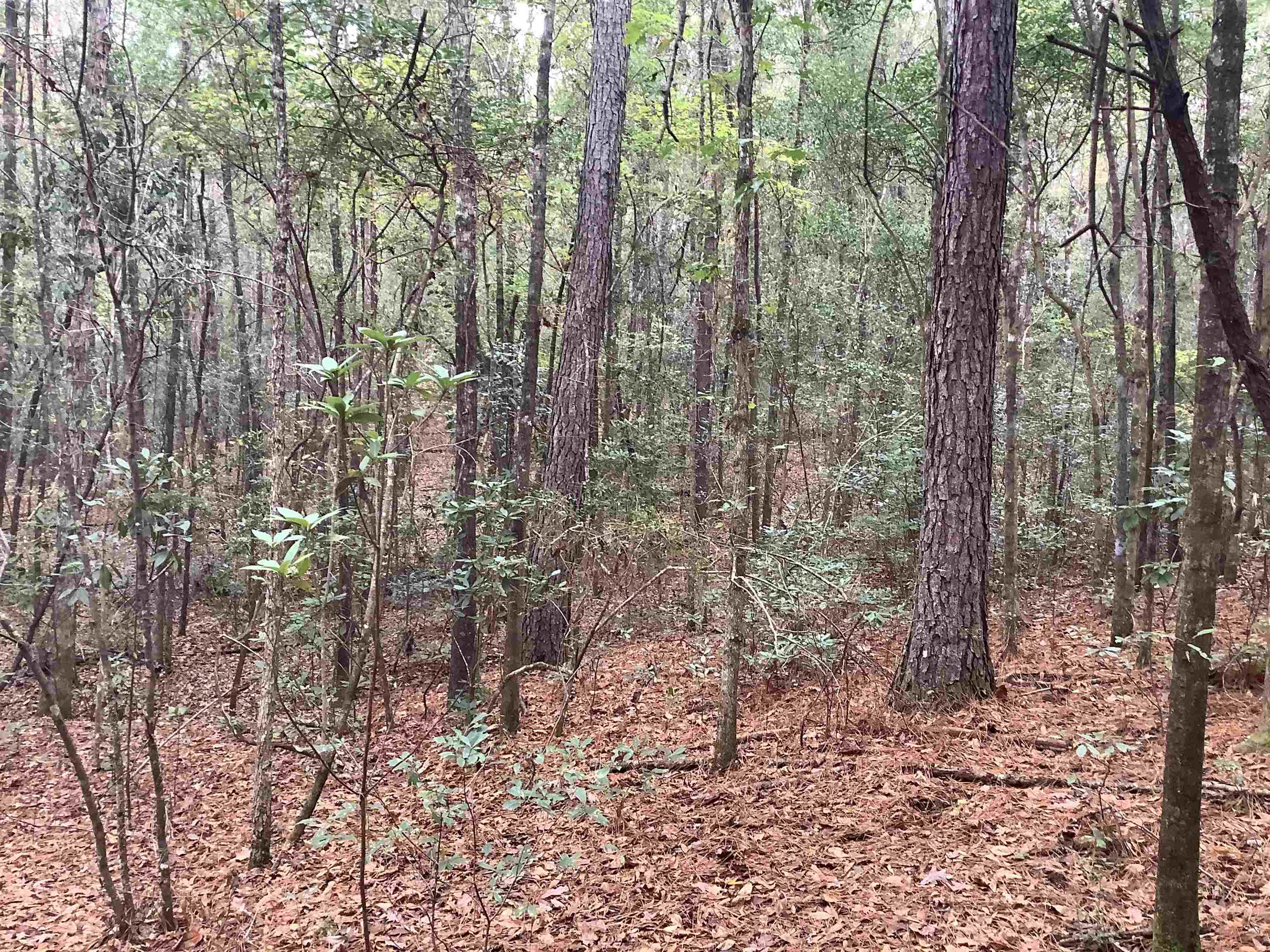 20740 Ray Armstrong Road Andalusia, AL 36421 - Photo 15 of 48 Gallery Image 15