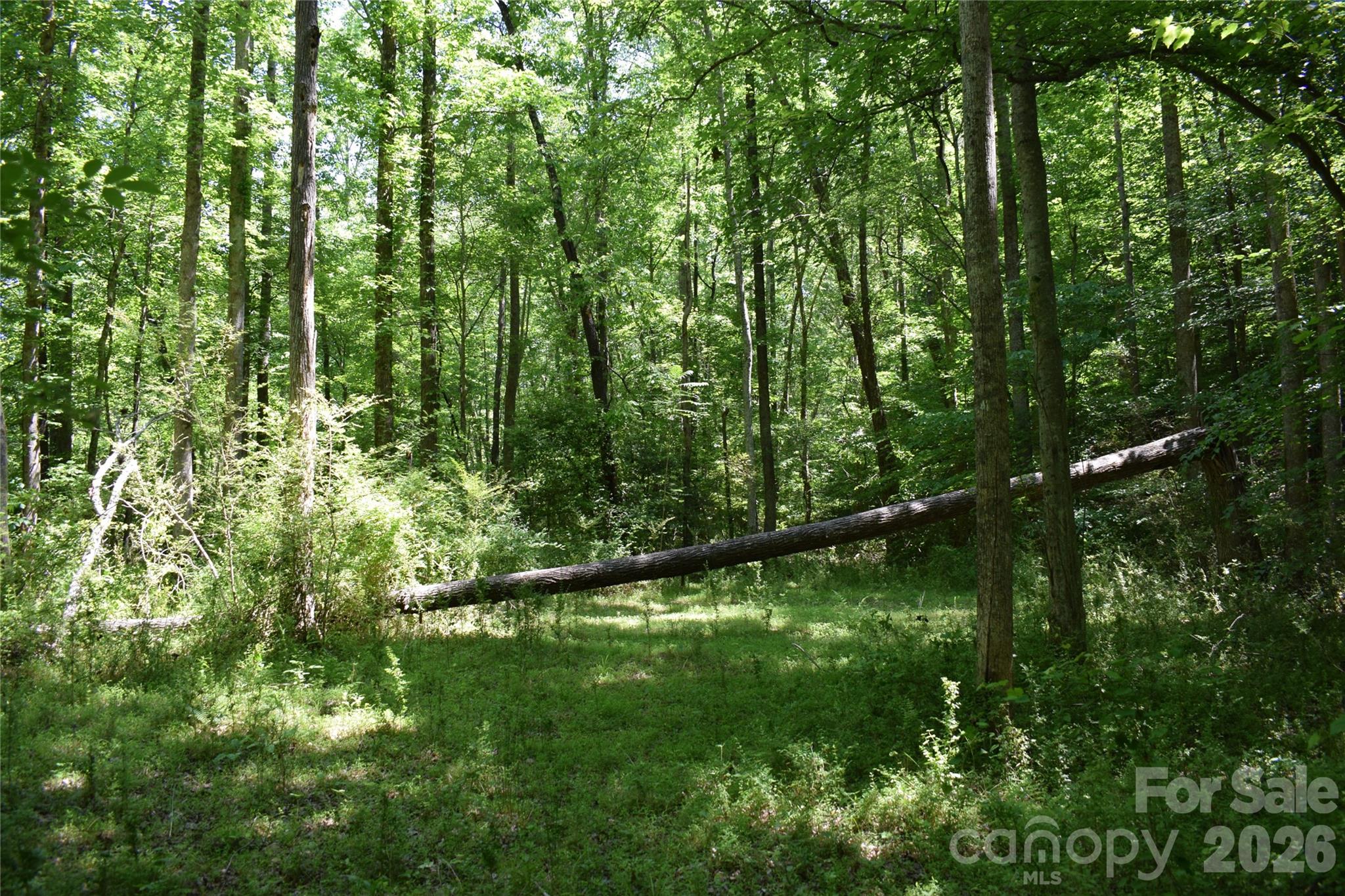 0 Floyd Blackwell Road Tryon, NC 28782 - Photo 18 of 24 a view of a lush green forest with lots of trees