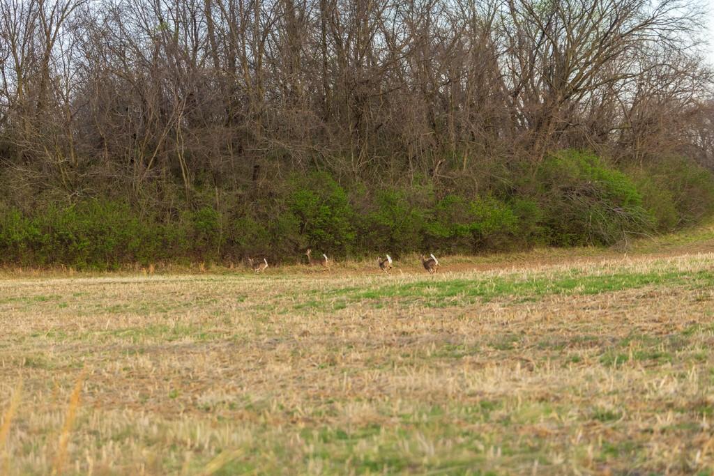 Ruth Ewing Road Liberty, MO 64068 - Photo 44 of 49