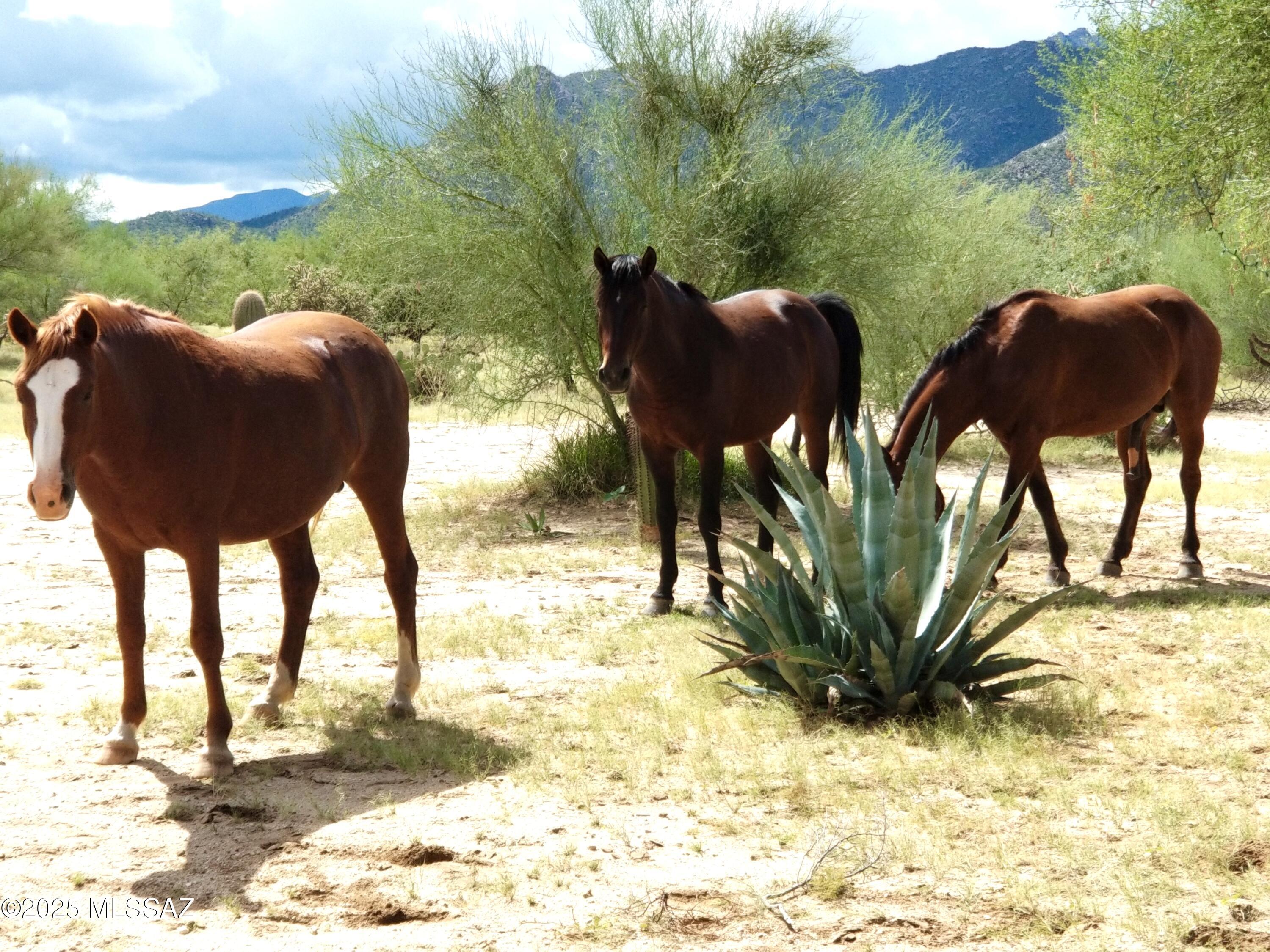 13325 South Coleman Road Tucson, AZ 85735 - Photo 42 of 48