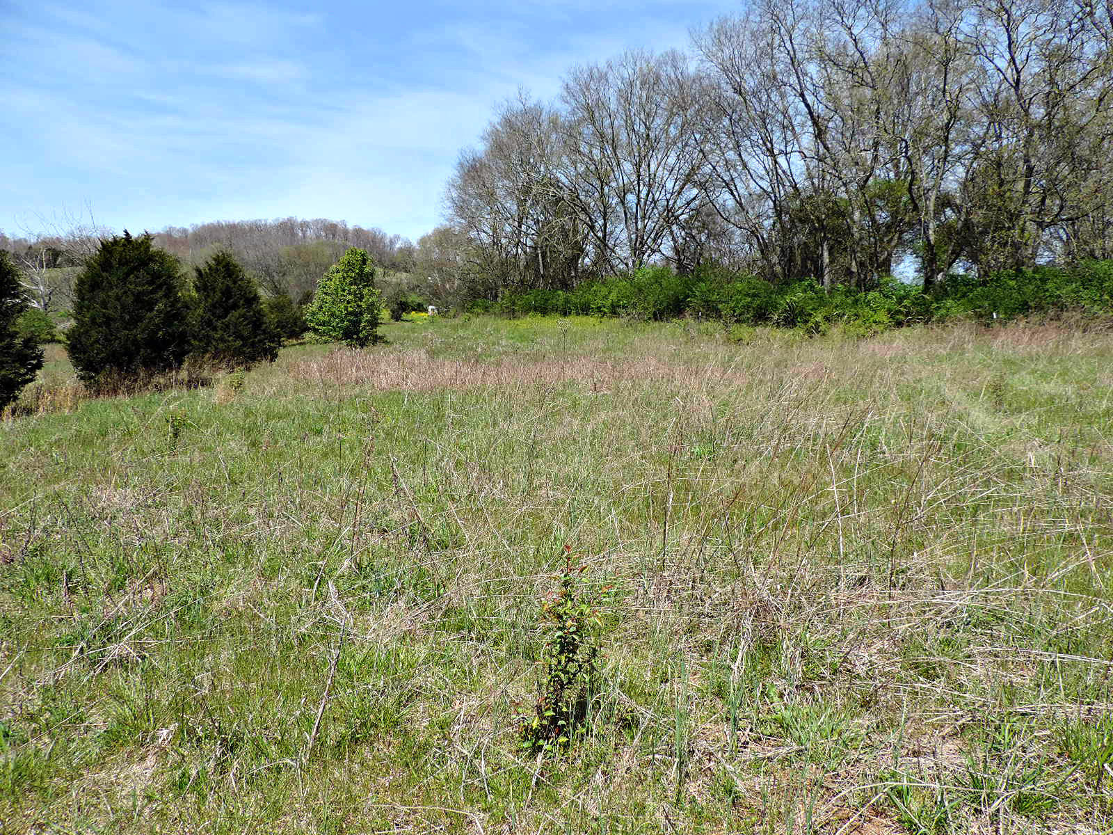 Lot 6 Eslinger Road New Market, TN 37820 - Photo 4 of 27 DSCN2788