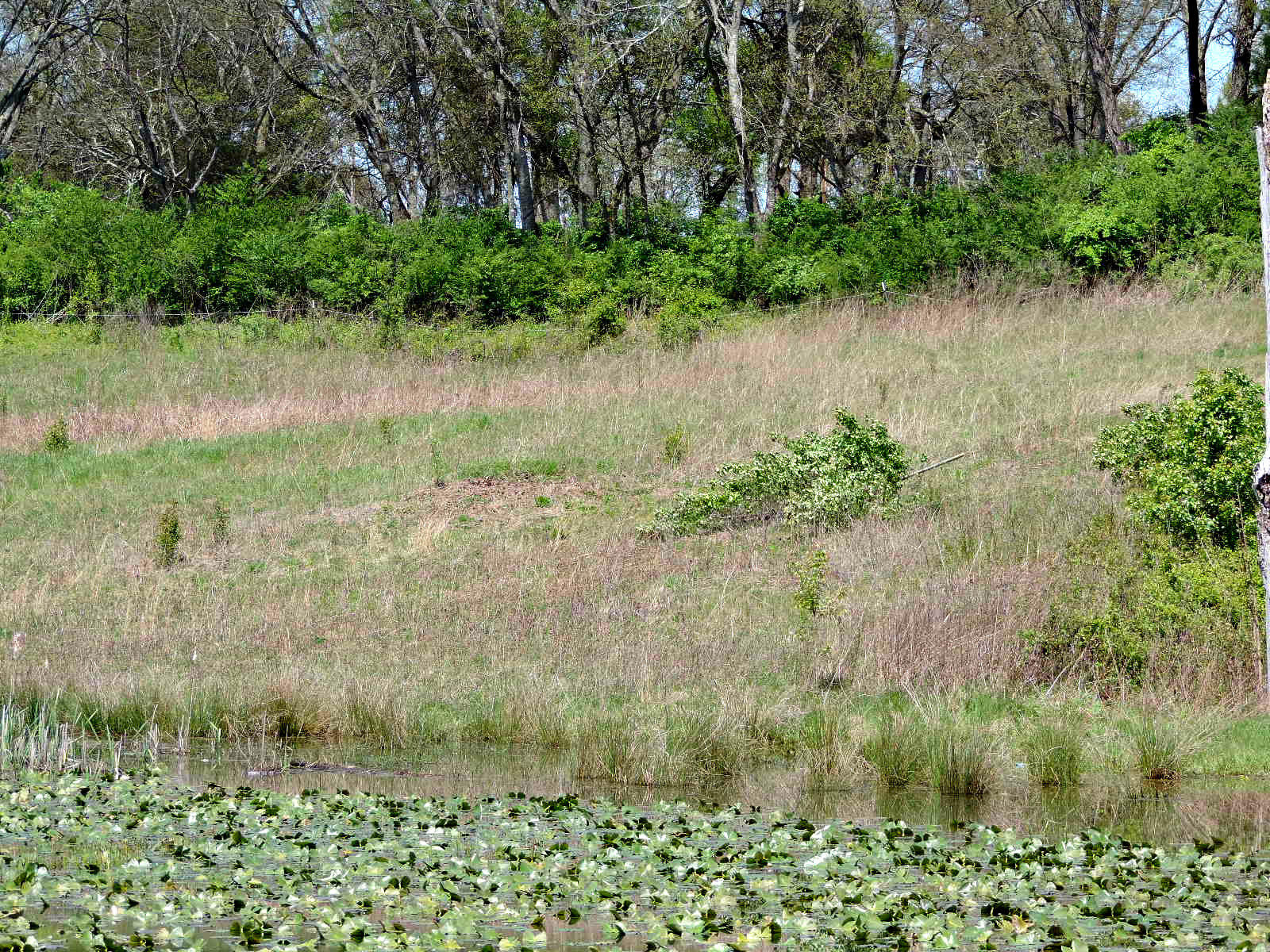 Lot 6 Eslinger Road New Market, TN 37820 - Photo 10 of 27 DSCN2805