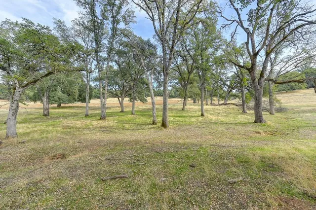 a view of yard with trees and trees