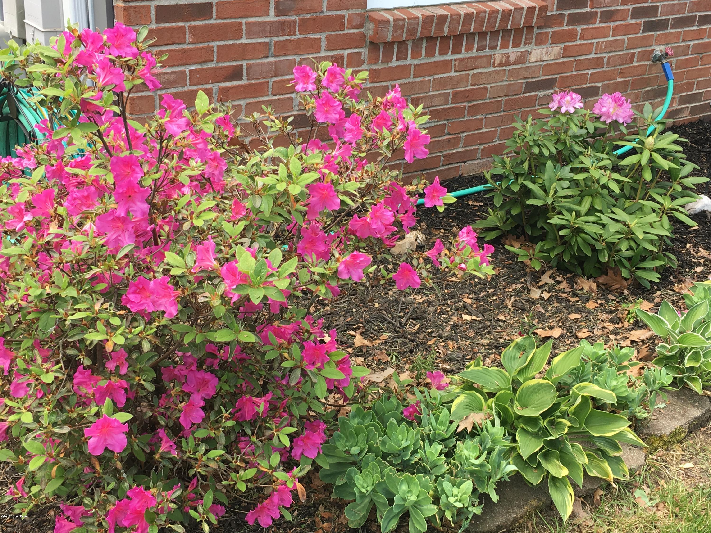 7120 Ridge Creek Road Louisville, KY 40291 - Photo 33 of 34 Azaleas
