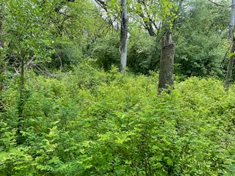 0 Evans Hill Road Rising Sun, IN 47040 - Photo 3 of 3