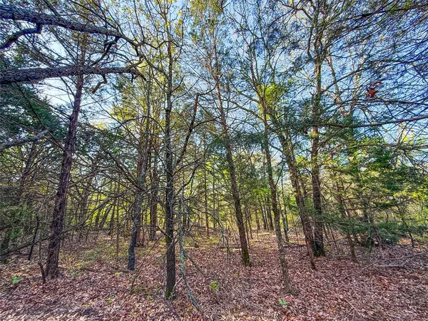 a view of a forest with trees in front of it