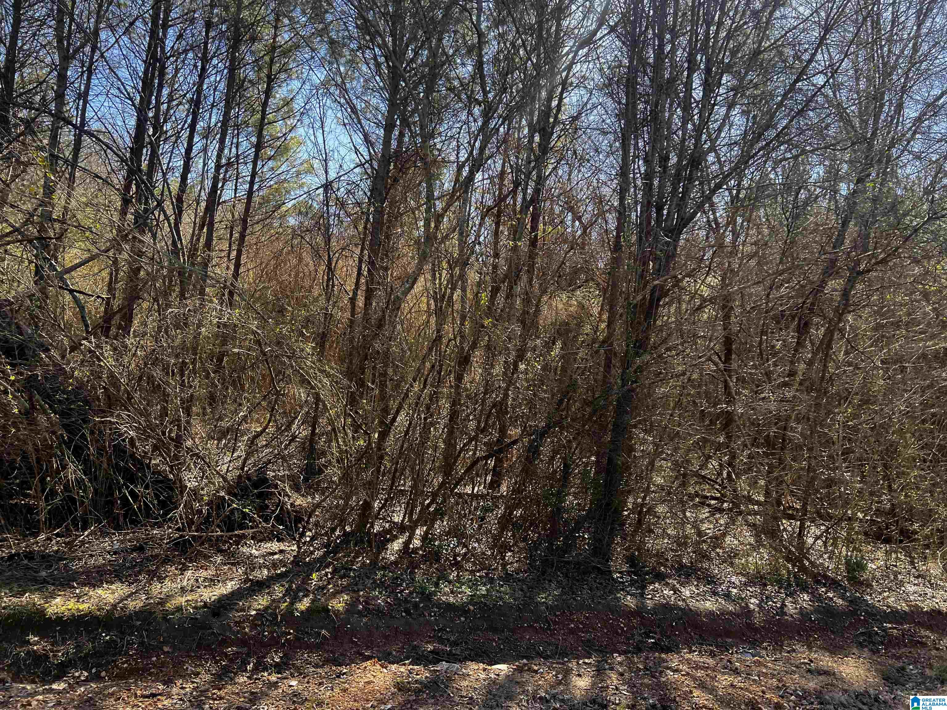0 Wolf Creek Road North, Unit 10 ACRES Pell City, AL 35125 - Photo 2 of 15