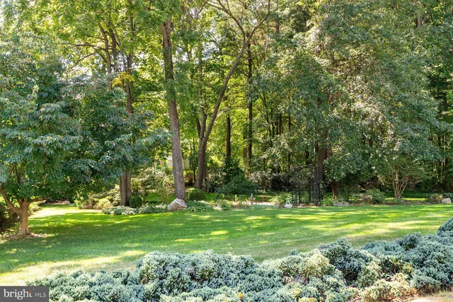a view of a park with large trees