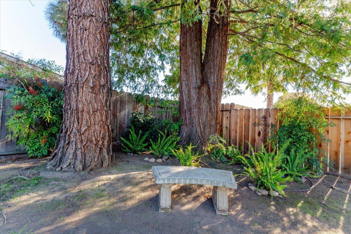 7770 Laurel Drive Gilroy, CA 95020 - Photo 33 of 35 a couple of flower plants and a tree in front of a road