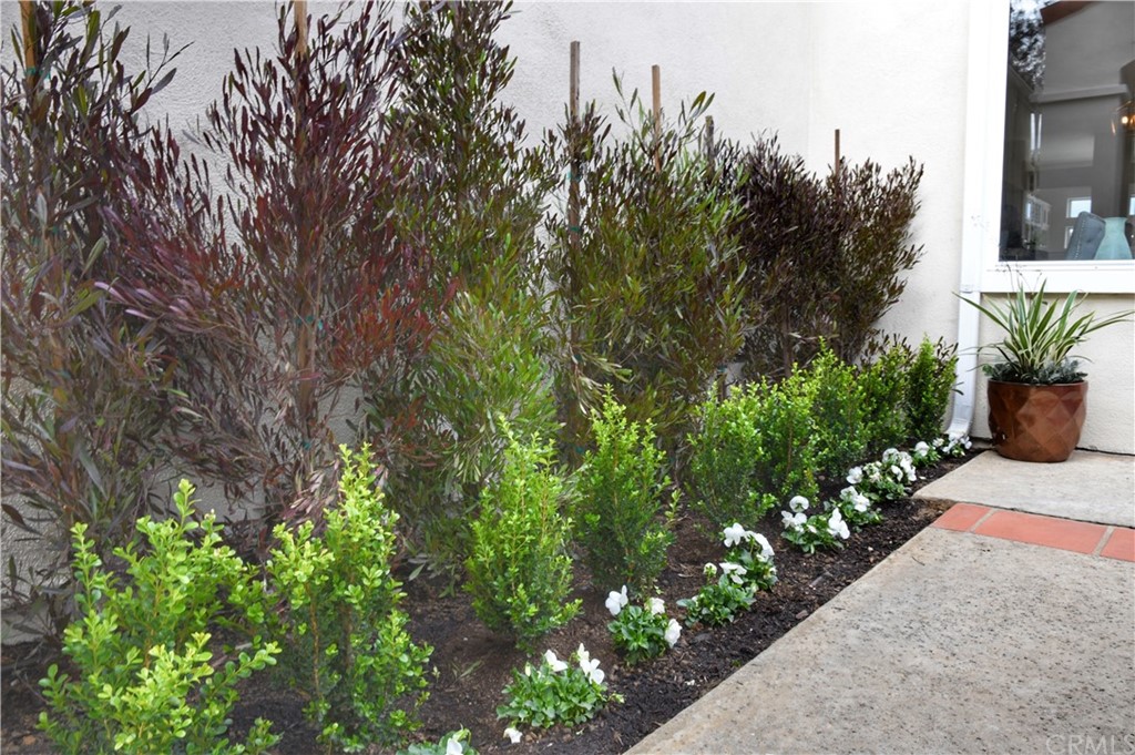 24955 Seagate Drive Dana Point, CA 92629 - Photo 25 of 39 a view of a garden with plants and trees