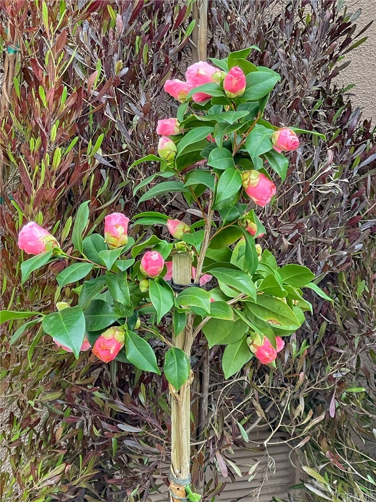 24955 Seagate Drive Dana Point, CA 92629 - Photo 28 of 39