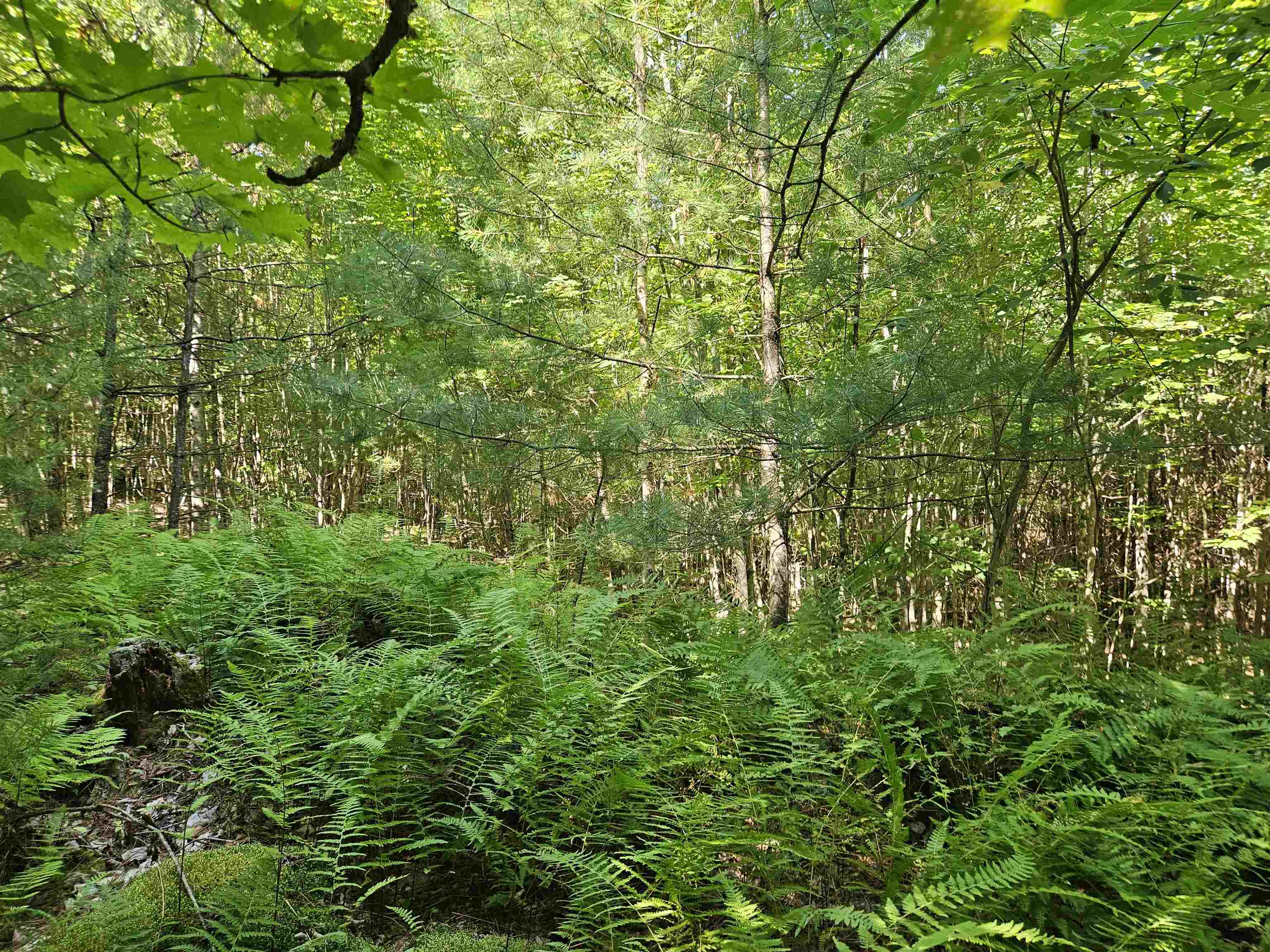 Lot 3.3 Off Parker Road Lisbon, NH 03585 - Photo 6 of 20