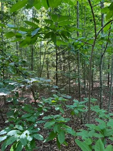 a backyard of a house with lots of trees