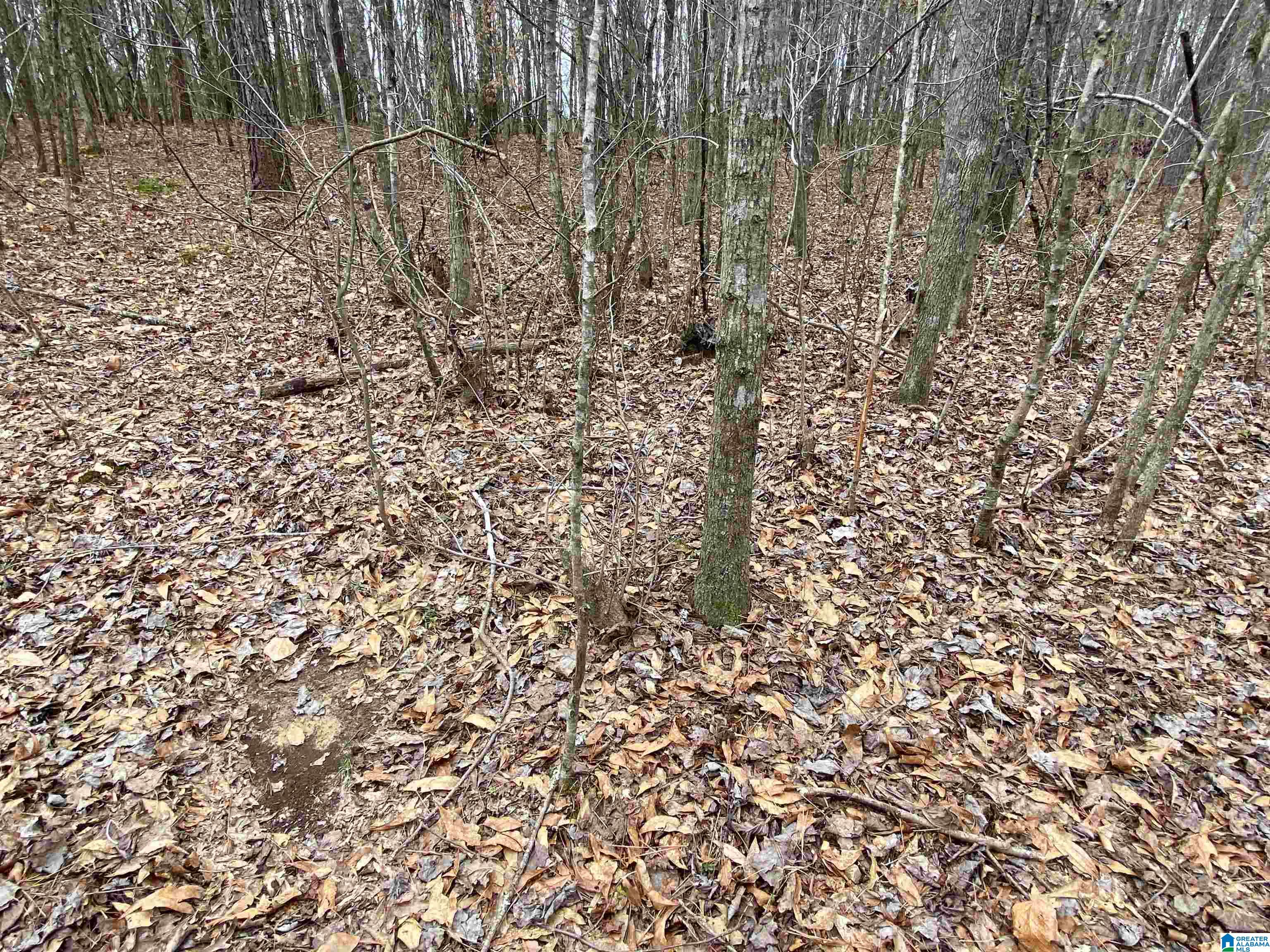 0 Sweatt Road, Unit TRACT C 29 / ACRES Steele, AL 35987 - Photo 7 of 9