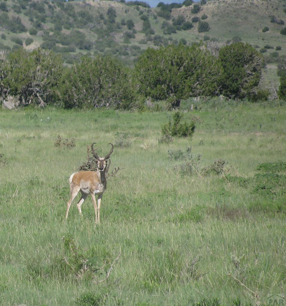 93.9 County Road 93.9 Model, CO 81059 - Photo 7 of 40