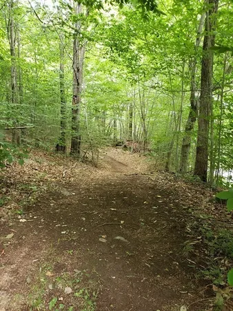 a big yard with lots of green space and trees