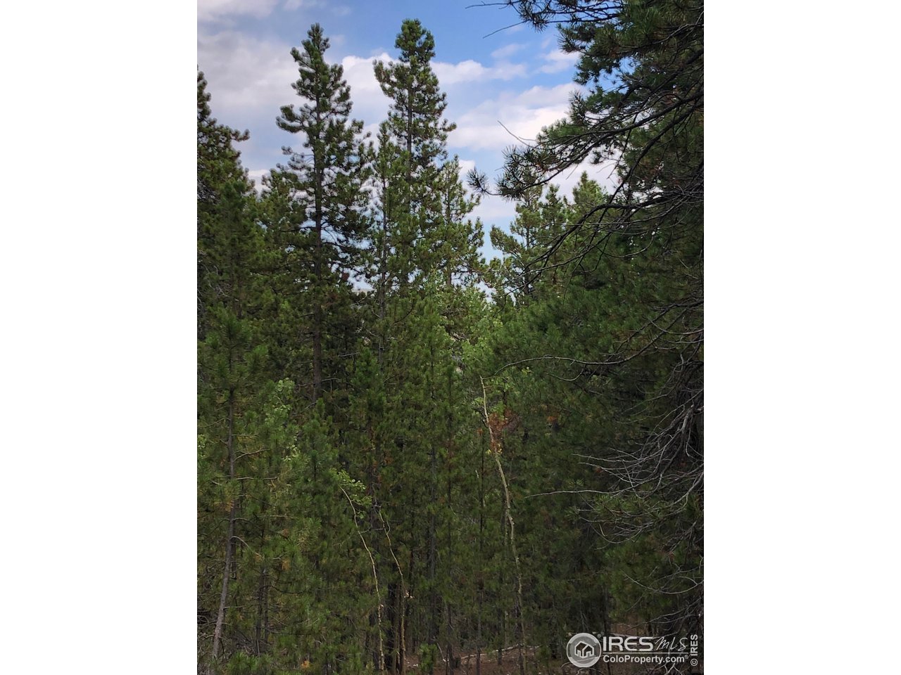 Seldom Seen Road Golden, CO 80403 - Photo 3 of 12 view between trees